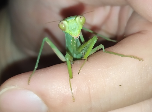 Giant Asian Mantis