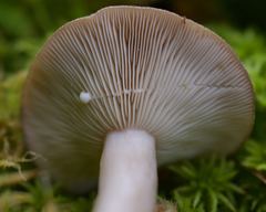 Lactarius kauffmanii