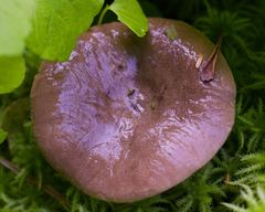 Lactarius kauffmanii
