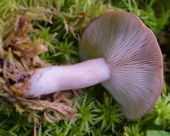 Lactarius kauffmanii