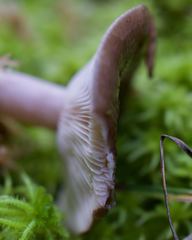 Lactarius kauffmanii