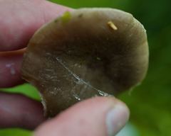 Lactarius kauffmanii