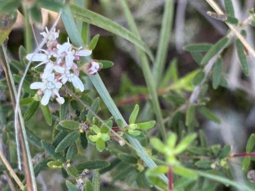 Buck Buchu (Agathosma foetidissima)