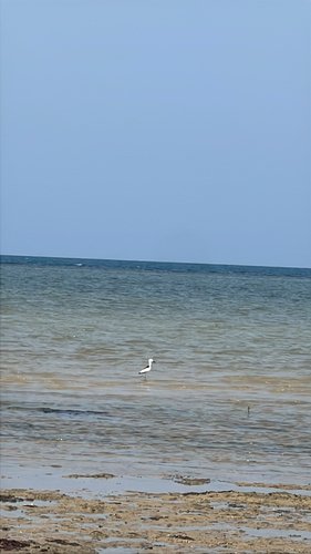 Crab-Plover