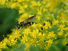 Philanthus lepidus