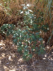 Ricinus communis