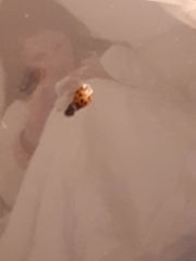 Harmonia axyridis