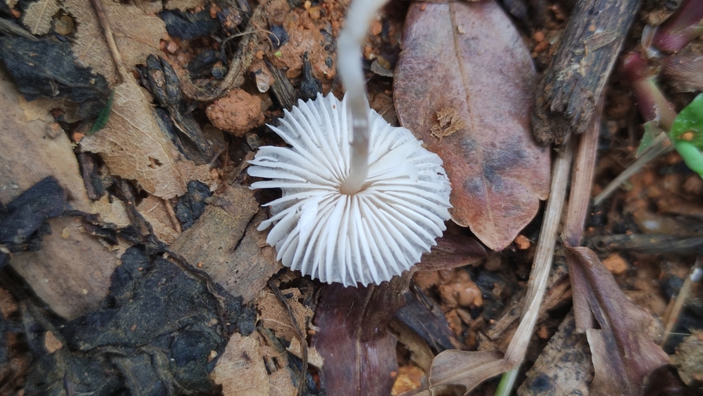 Leucocoprinus fragilissimus · April 2025 · photo: © karlafaria (iNaturalist, cc-by-sa)