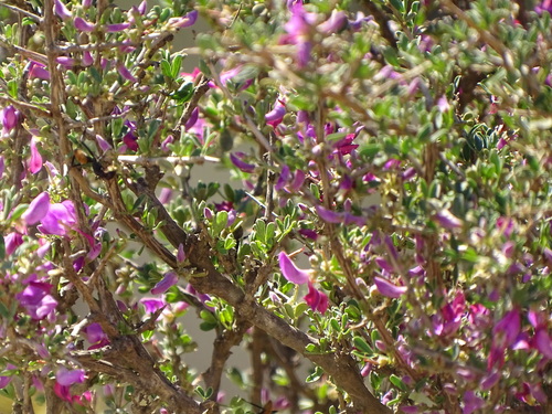 Image of Indigofera nigromontana by (c) Shaun Swanepoel, some rights reserved (CC BY)