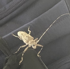 Ancylonotus tribulus