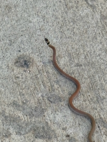 Black-headed snake