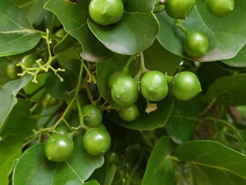 Cordia dichotoma