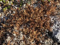 Sphaerophorus globosus