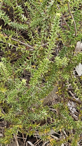 Image of Acrotriche depressa by (c) Rosalie Lawrence, some rights reserved (CC BY)
