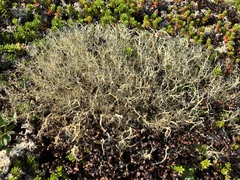 Alectoria ochroleuca