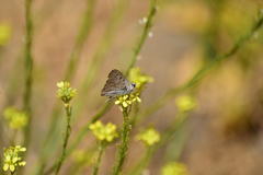 Tharsalea xanthoides