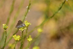 Tharsalea xanthoides