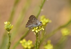 Tharsalea xanthoides