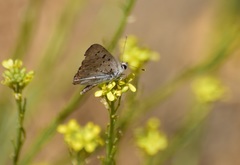 Tharsalea xanthoides