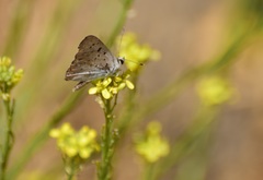 Tharsalea xanthoides