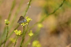 Tharsalea xanthoides