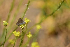 Tharsalea xanthoides