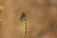 Tharsalea xanthoides