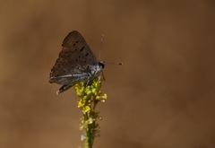 Tharsalea xanthoides