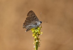 Tharsalea xanthoides