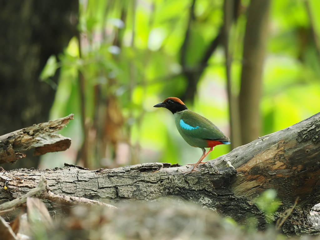 Pitta sordida