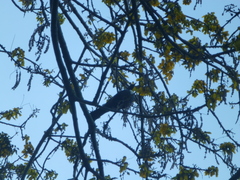 Prosthemadera novaeseelandiae novaeseelandiae
