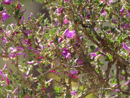 Image of Indigofera nigromontana by (c) Shaun Swanepoel, some rights reserved (CC BY)