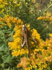 Entomophaga grylli