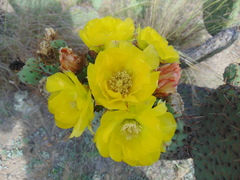 Opuntia perotensis