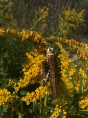 Entomophaga grylli