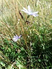 Cicerbita prenanthoides