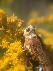 Entomophaga grylli