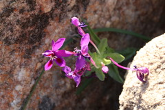 Lapeirousia pyramidalis regalis