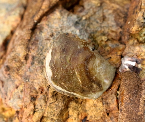 Round Toothed Oyster
