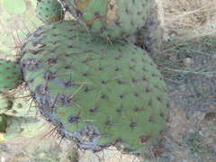 Opuntia perotensis