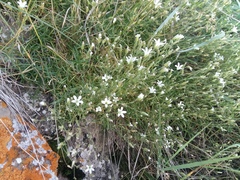 Sabulina biebersteinii