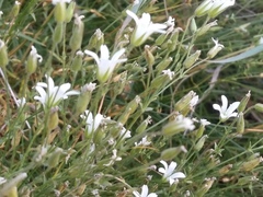 Sabulina biebersteinii