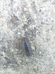 Armadillidium granulatum
