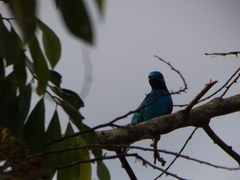 Cotinga ridgwayi