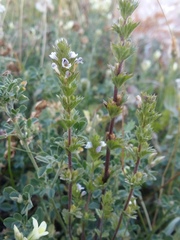 Euphrasia caucasica