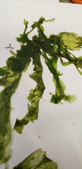 Ulva fenestrata