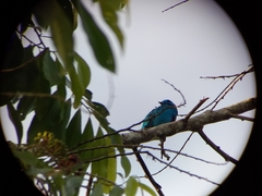 Cotinga ridgwayi