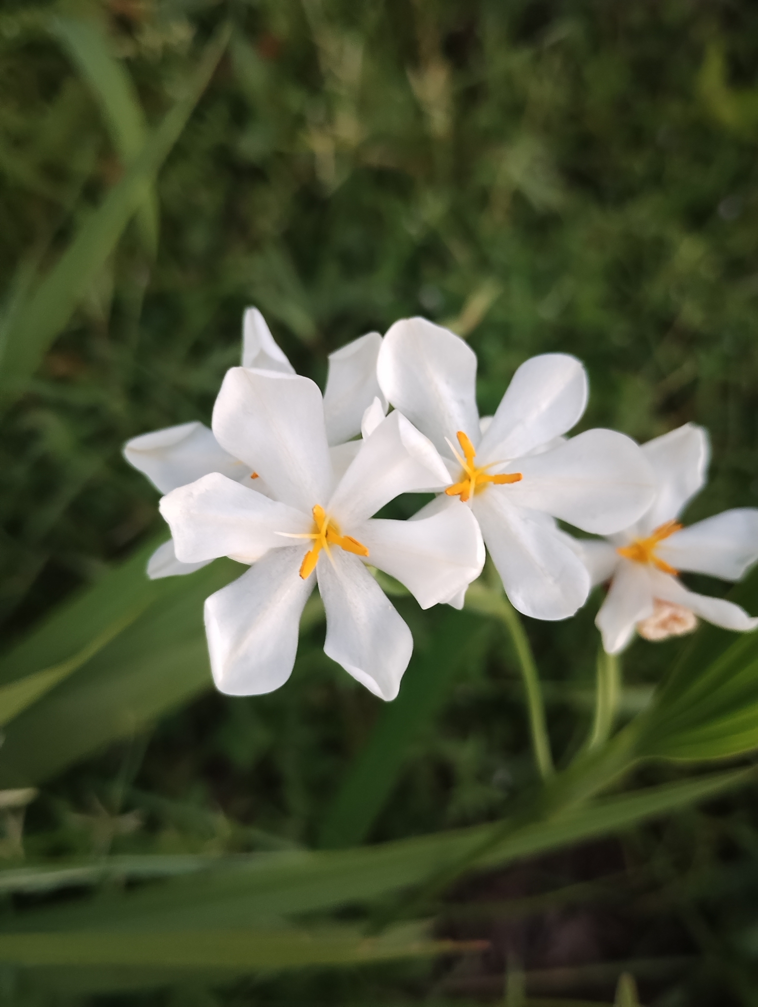 Eleutherine bulbosa