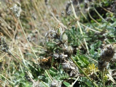 Astragalus incertus