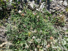 Astragalus incertus